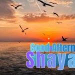 Good Afternoon Shayari